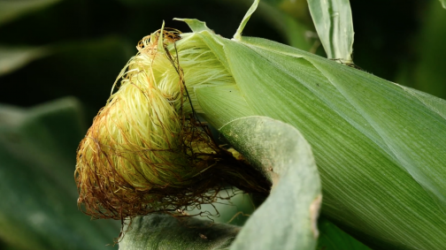 Maïs doux suisse : un régal sur le gril et en salade